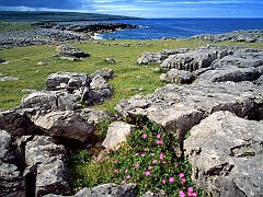 Wildflowers of the Burren, Ireland
